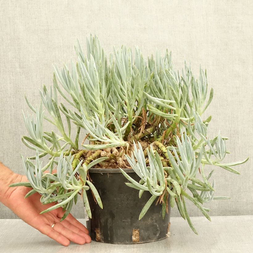 Spécimen de Senecio serpens - Plante succulente Pot de 3L/4L tel que livré en été
