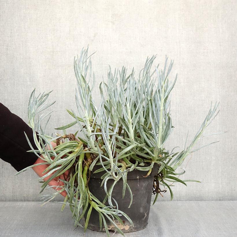 Spécimen de Senecio serpens - Plante succulente Pot de 3L/4L tel que livré en hiver