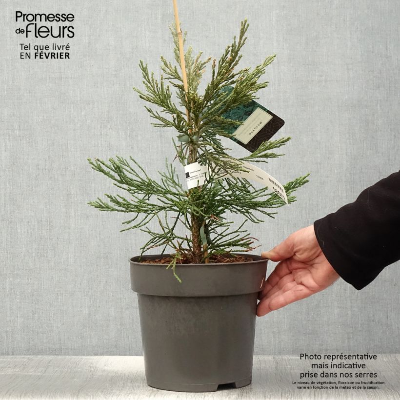 Spécimen de Séquoia géant - Sequoiadendron giganteum Glaucum         Pot de 4L/5L tel que livré en hiver