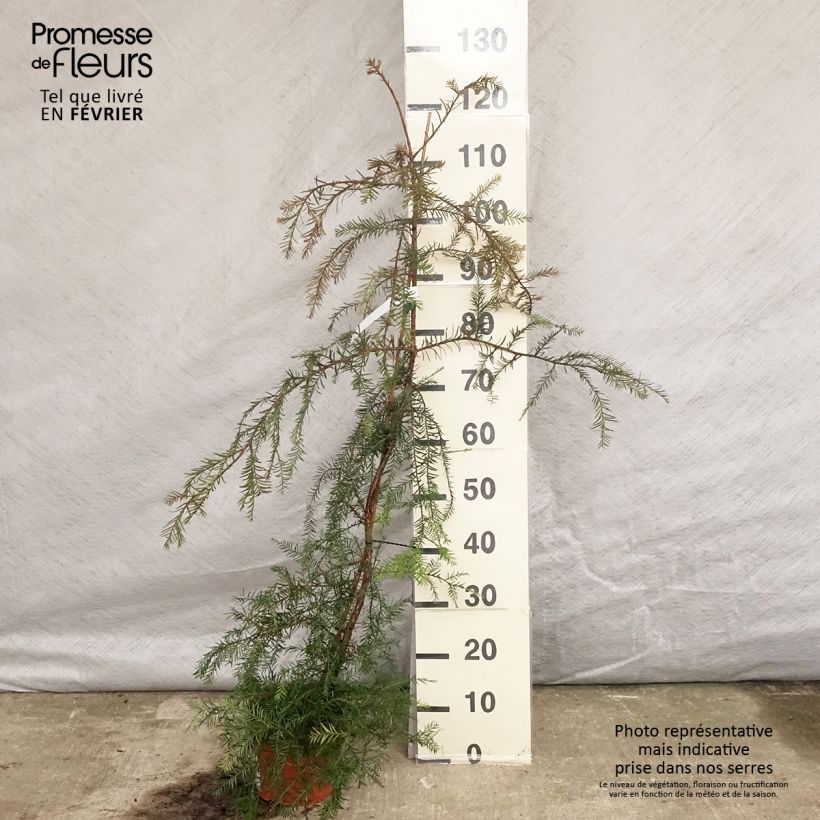Spécimen de Sequoia sempervirens - Séquoia à feuilles d'If Pot de 3L/4L tel que livré en hiver