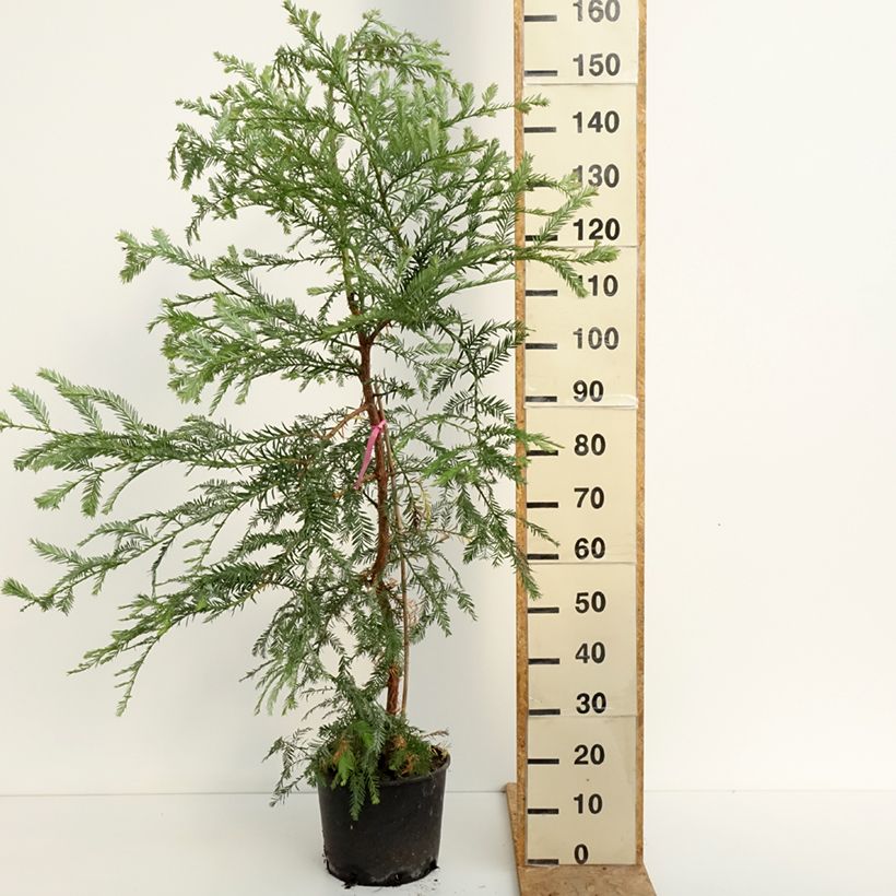 Spécimen de Sequoia sempervirens - Séquoia à feuilles d'If Pot de 7,5L/10L tel que livré en été