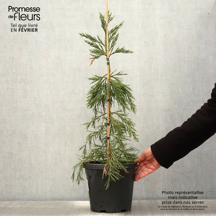 Spécimen de Sequoiadendron giganteum Pendulum - Séquoia géant pleureur Pot de 4L/5L tel que livré en hiver