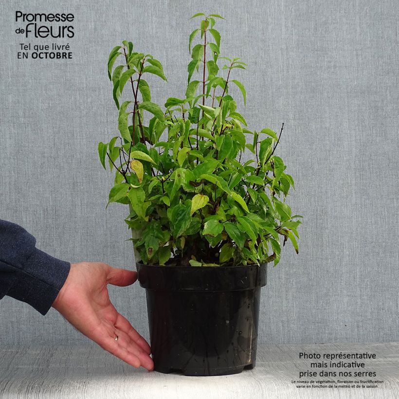 Spécimen de Seringat blanc - Philadelphus Albâtre Pot de 3L/4L tel que livré en automne