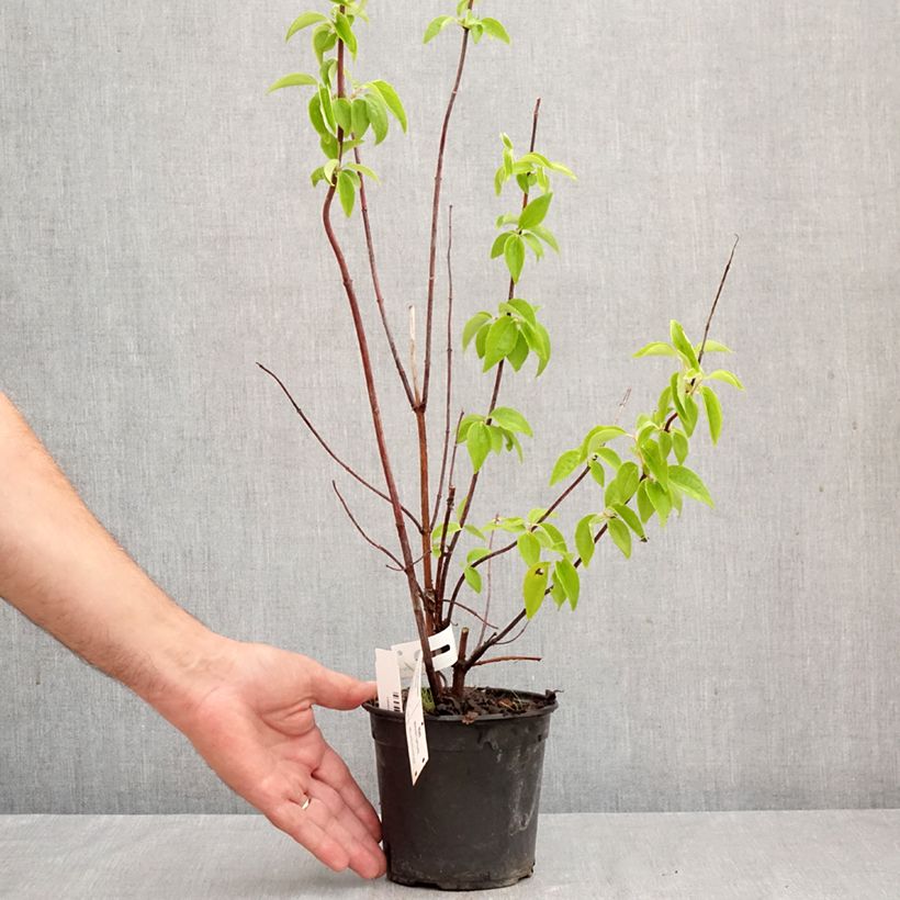 Spécimen de Seringat blanc - Philadelphus Natchez Pot de 4L/5L tel que livré en automne