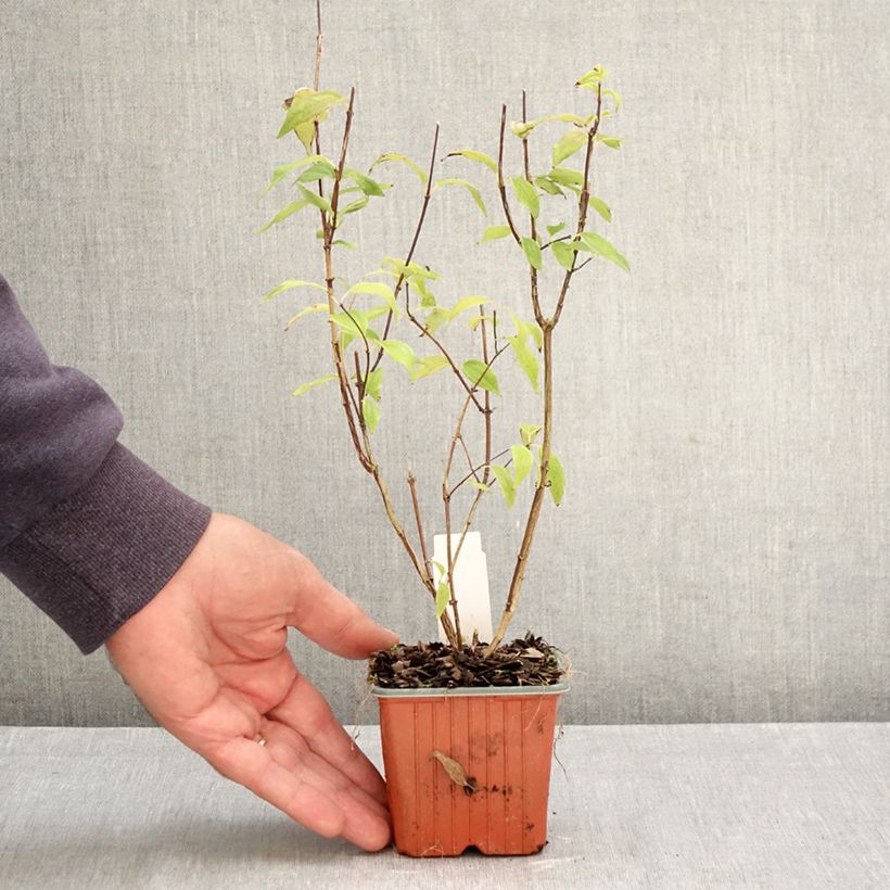 Spécimen de Seringat de Lemoine - Philadelphus Lemoinei Godet de 8/9 cm tel que livré en automne