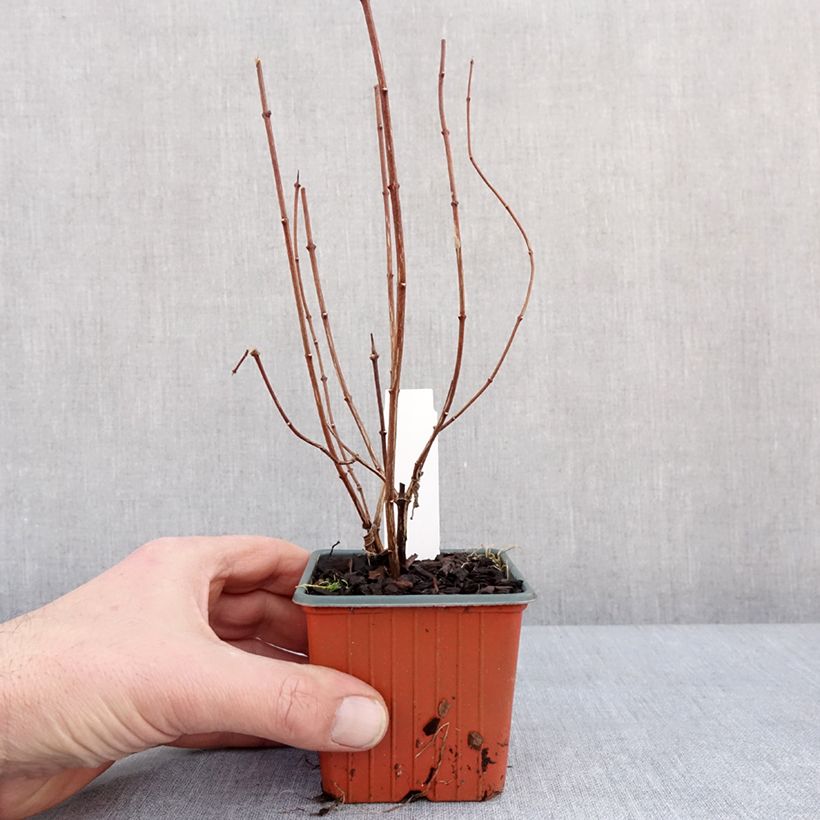 Spécimen de Seringat de Lemoine - Philadelphus Lemoinei Godet de 8/9 cm tel que livré en hiver