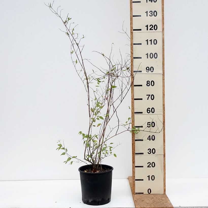 Spécimen de Seringat de Lemoine - Philadelphus Lemoinei Pot de 7,5L/10L tel que livré en automne