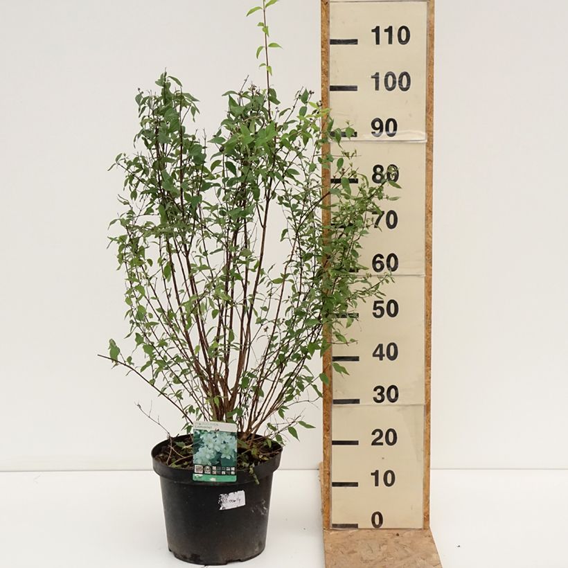 Spécimen de Seringat de Lemoine - Philadelphus Lemoinei Pot de 7,5L/10L tel que livré en été