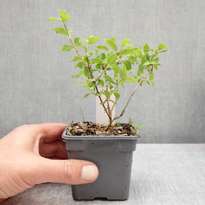 Spécimen de Seringat de Lemoine - Philadelphus Manteau d'Hermine Godet de 8/9 cm tel que livré au printemps