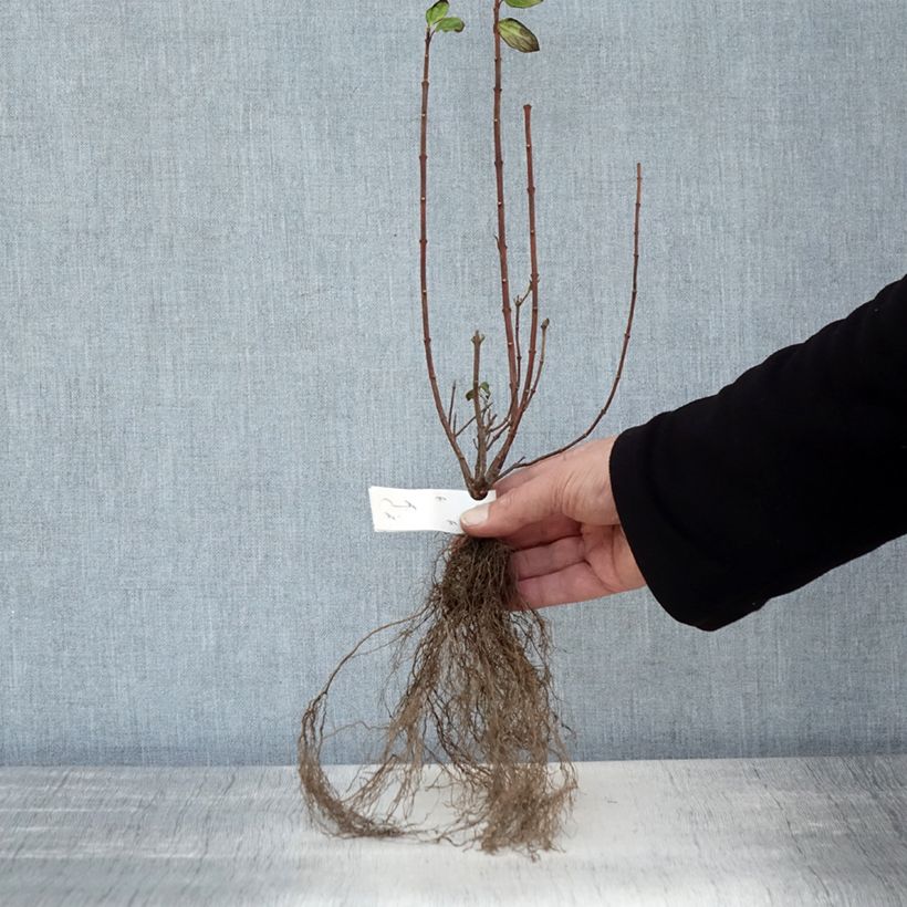 Exemplar von Lemoines Pfeifenstrauch Manteau d'Hermine - Philadelphus lemoinei Wurzelnackt wie im Winter geliefert