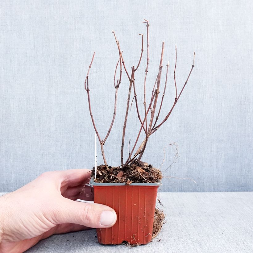 Spécimen de Seringat des jardins - Philadelphus Belle Etoile Godet de 8/9 cm tel que livré en hiver