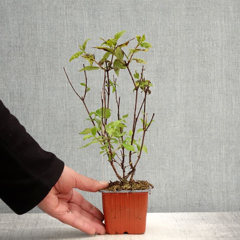 Spécimen de Seringat des jardins - Philadelphus Belle Etoile Godet de 8/9 cm tel que livré au printemps