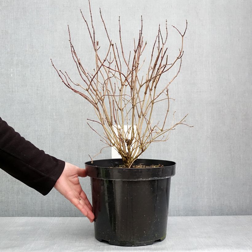 Spécimen de Seringat des jardins - Philadelphus coronarius Aureus Pot de 7,5L/10L tel que livré en hiver