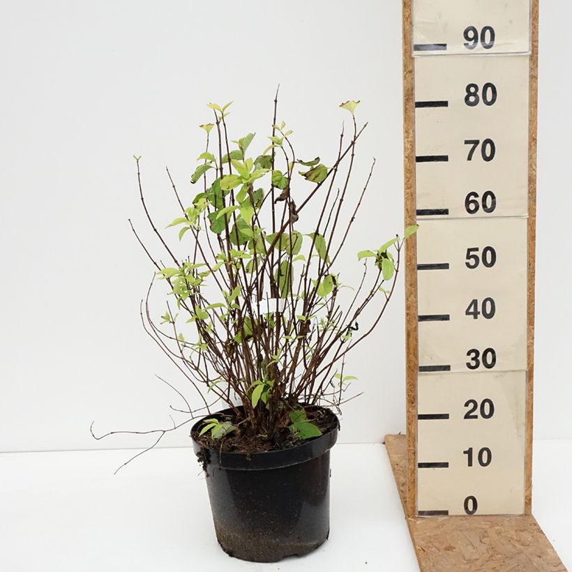 Spécimen de Seringat des jardins - Philadelphus coronarius Aureus Pot de 7,5L/10L tel que livré en automne