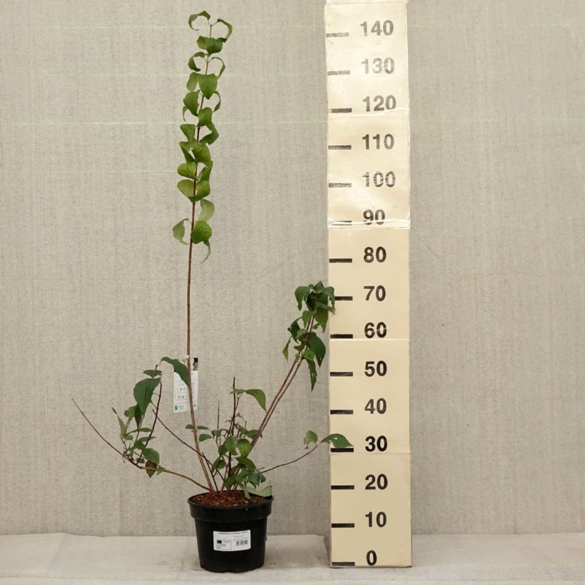Spécimen de Seringat des jardins - Philadelphus coronarius Godzisz Pot de 4L/5L tel que livré en automne