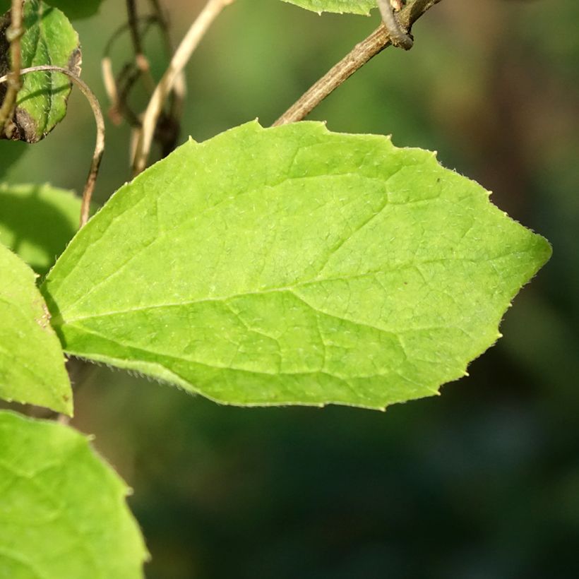 Seringat des jardins - Philadelphus coronarius Kostelec WB (Feuillage)