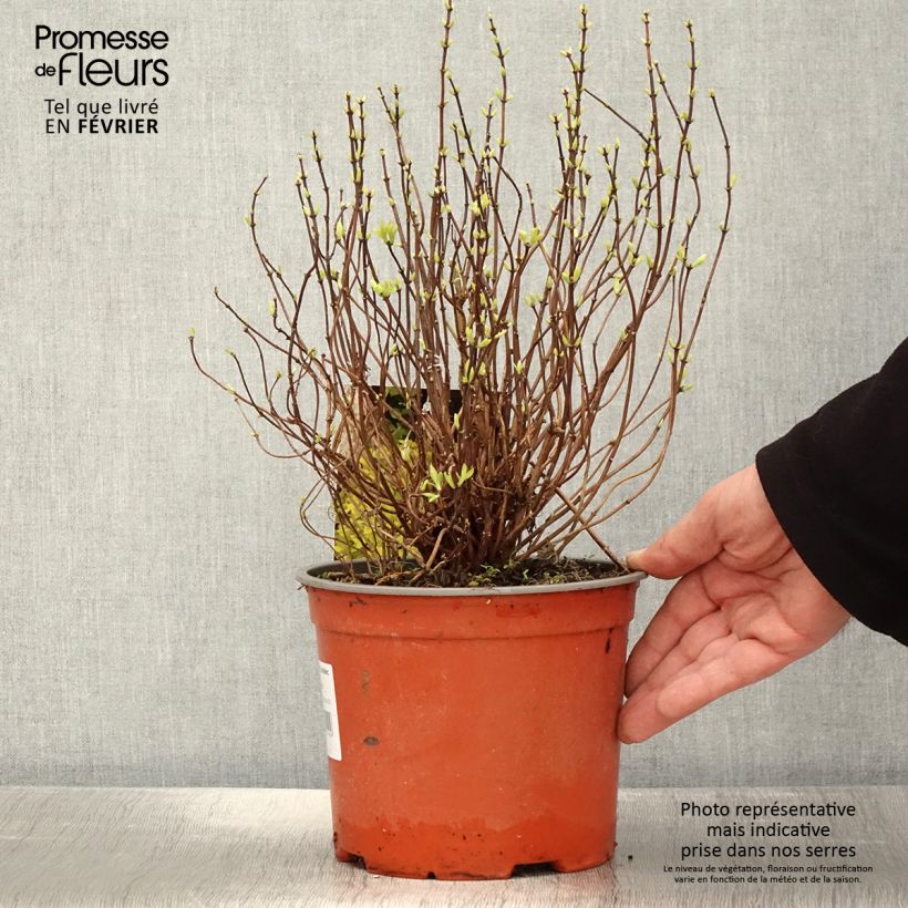 Spécimen de Seringat des jardins - Philadelphus coronarius Kostelec WB Pot de 3L/4L tel que livré en hiver