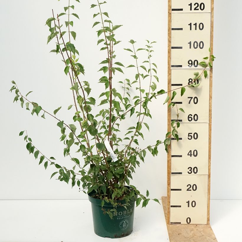 Spécimen de Seringat des Jardins - Philadelphus Innocence Pot de 7,5L/10L tel que livré en été