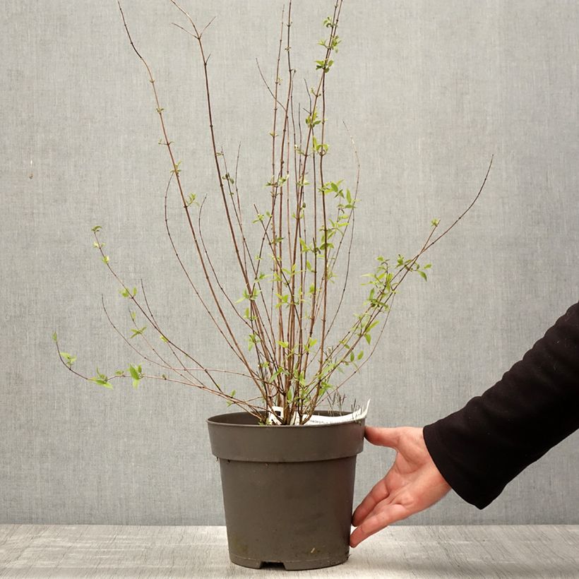 Philadelphus Petite Perfume Pink - Celinda Maceta 3L/4L Ejemplar entregado en la primavera