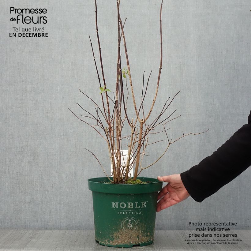 Spécimen de Seringat des jardins - Philadelphus Starbright Pot de 7,5L/10L tel que livré en automne