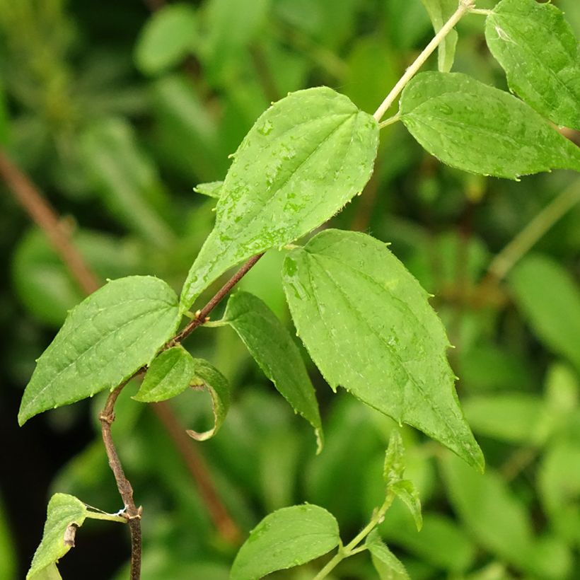 Seringat du Mexique - Philadelphus mexicanus (Feuillage)
