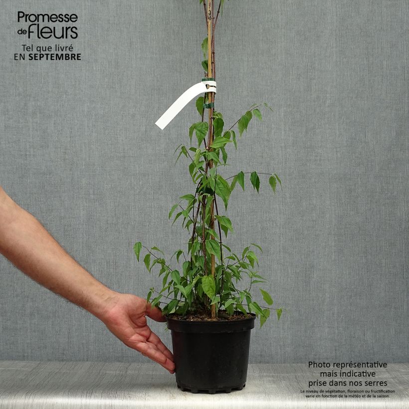 Spécimen de Seringat du Mexique - Philadelphus mexicanus Pot de 3L/4L tel que livré en automne