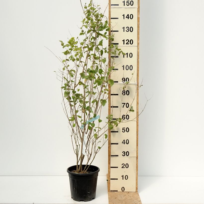 Spécimen de Seringat Minnesota Snowflake - Philadelphus virginalis Pot de 7,5L/10L tel que livré en été