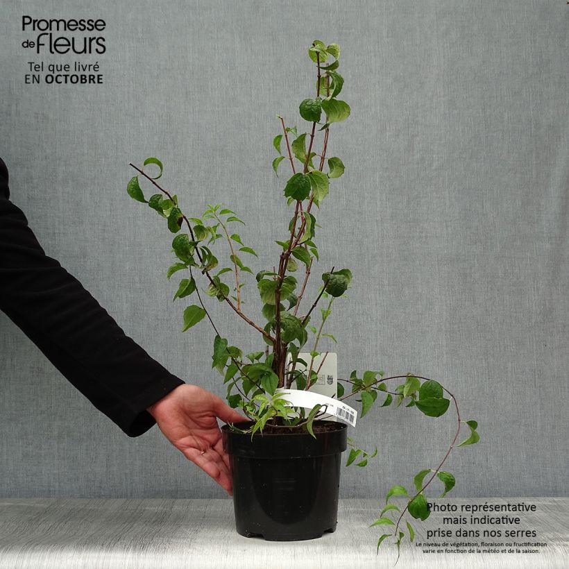 Spécimen de Seringat - Philadelphus Beauclerk Pot de 2L/3L tel que livré en automne
