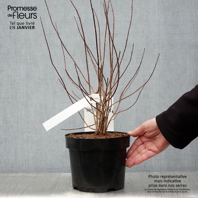 Spécimen de Seringat - Philadelphus Beauclerk Pot de 2L/3L tel que livré en hiver