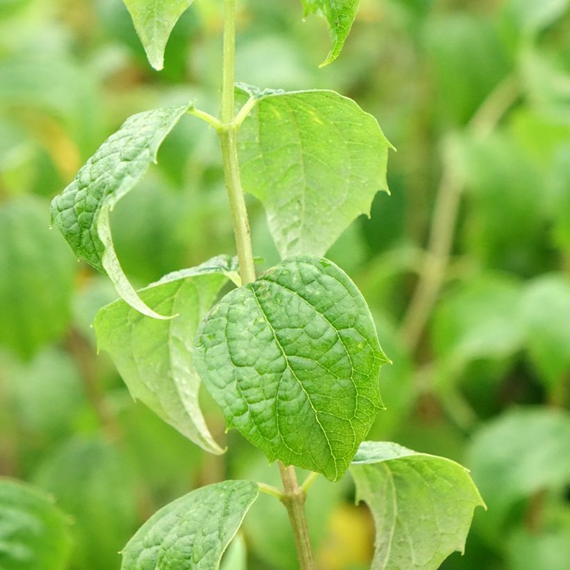 Seringat - Philadelphus Beauclerk (Feuillage)