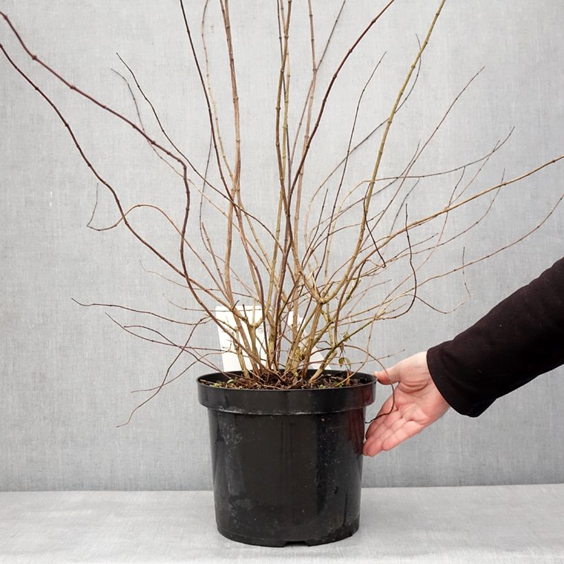 Spécimen de Seringat - Philadelphus Beauclerk Pot de 7,5L/10L tel que livré en hiver