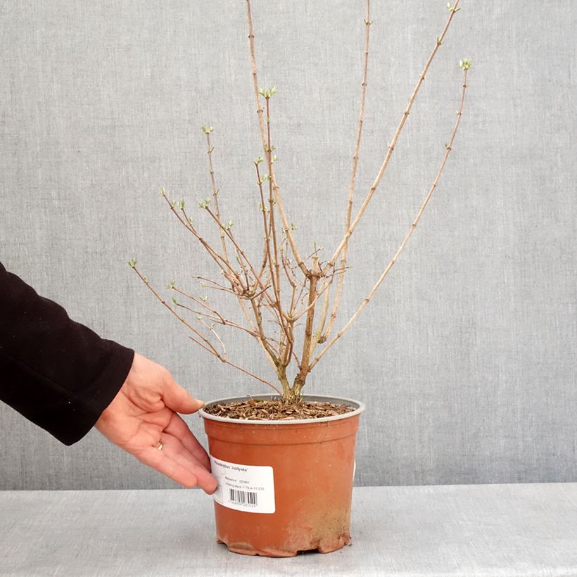 Spécimen de Seringat - Philadelphus coronarius Justynka Pot de 3L/4L tel que livré au printemps