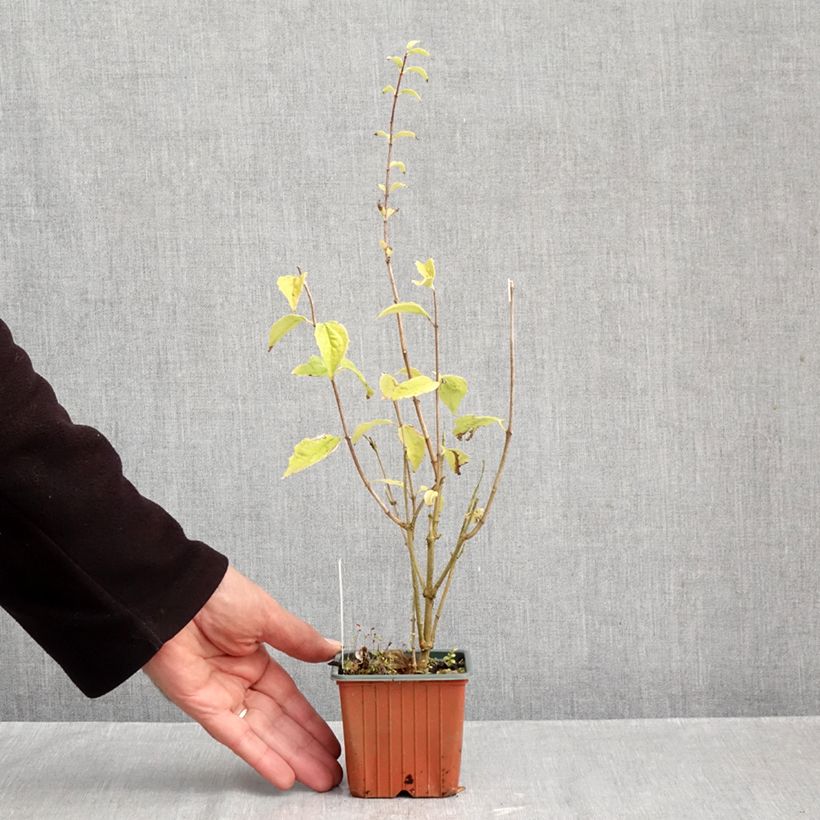 Spécimen de Seringat - Philadelphus Frosty Morn Godet de 8/9 cm tel que livré en automne