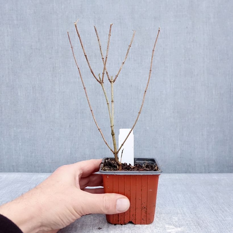 Spécimen de Seringat - Philadelphus Frosty Morn Godet de 8/9 cm tel que livré en hiver