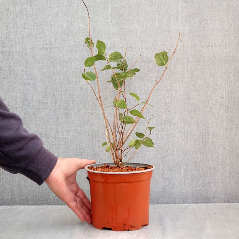 Spécimen de Seringat - Philadelphus Komsomolec Pot de 3L/4L tel que livré en automne