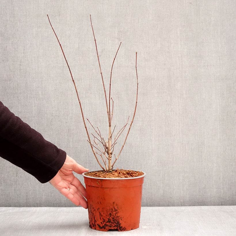 Spécimen de Seringat - Philadelphus Komsomolec Pot de 3L/4L tel que livré en hiver