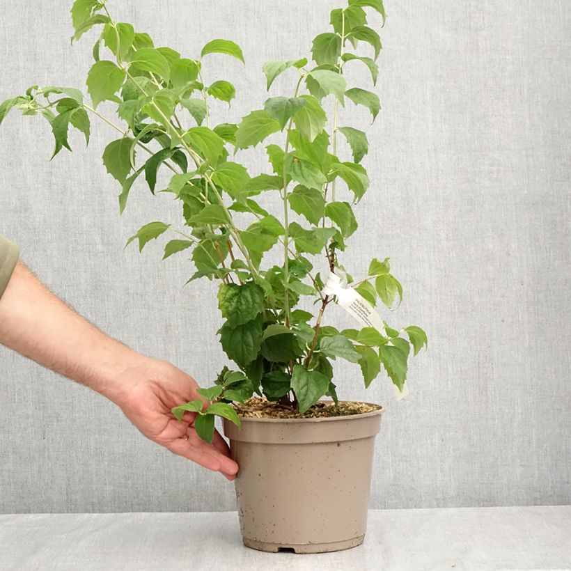 Spécimen de Seringat - Philadelphus Pearls of Perfume Pot de 4L/5L tel que livré en automne