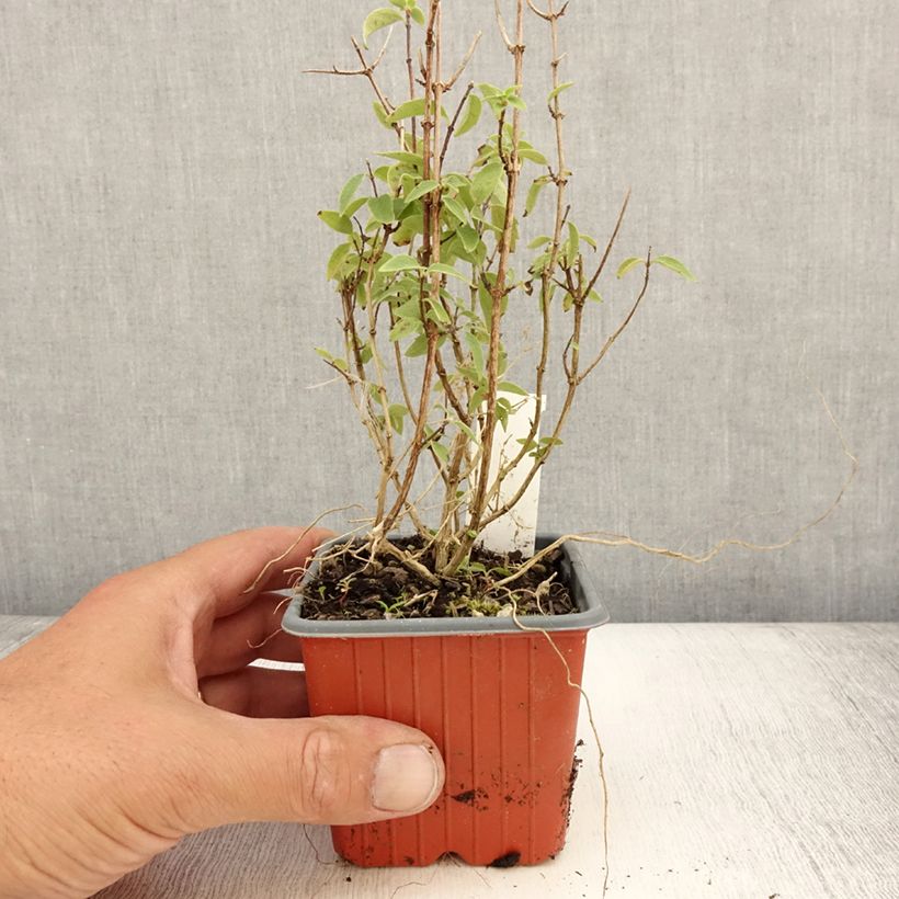 Spécimen de Seringat - Philadelphus Silberregen Godet de 8/9 cm tel que livré en été