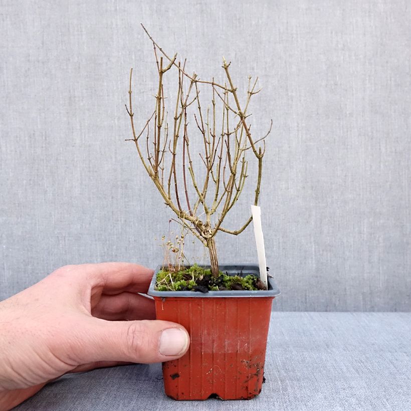 Spécimen de Seringat - Philadelphus Silberregen Godet de 8/9 cm tel que livré en hiver