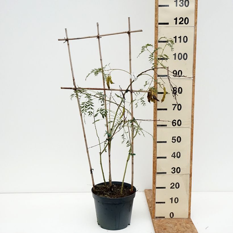 Spécimen de Sesbania punicea - Flamboyant d'Hyères Pot de 7,5L/10L tel que livré en automne