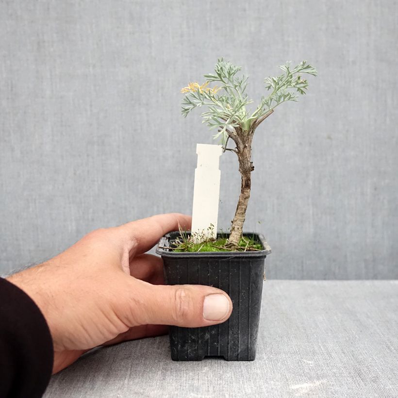 Spécimen de Seseli gummiferum - Séséli à gomme, Carotte de lune Godet de 8/9 cm tel que livré en automne