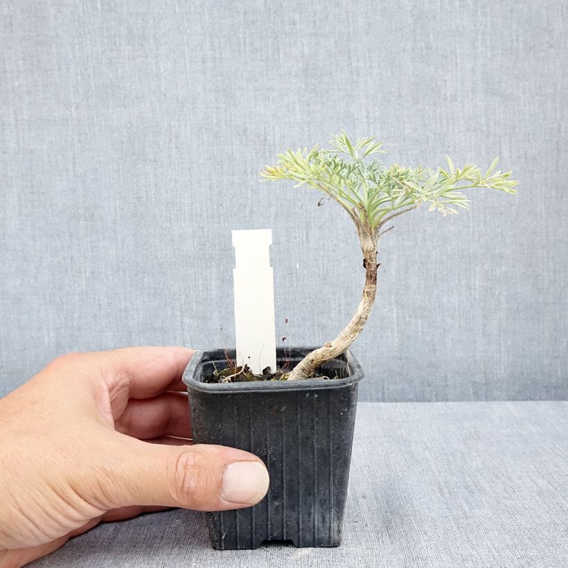 Spécimen de Seseli gummiferum - Séséli à gomme, Carotte de lune Godet de 8/9 cm tel que livré en été