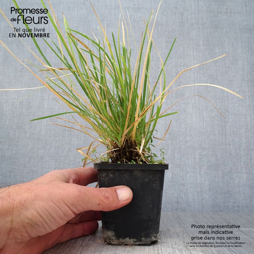 Spécimen de Sesleria argentea - Seslérie argentée Godet de 8/9 cm tel que livré en automne