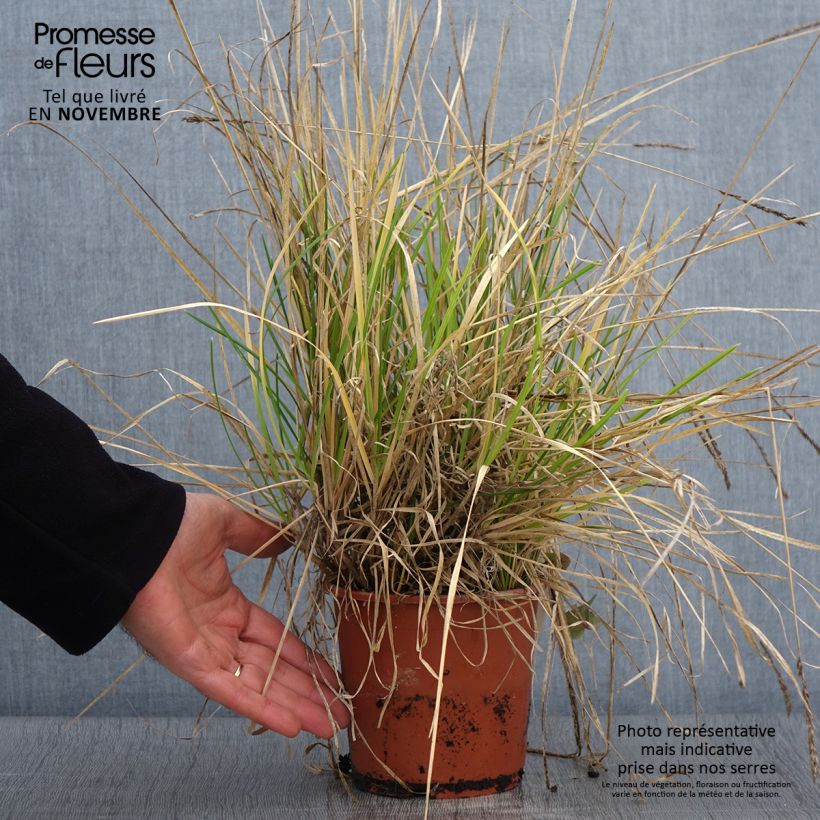 Spécimen de Sesleria argentea - Seslérie argentée Pot de 1L/1,5L tel que livré en automne
