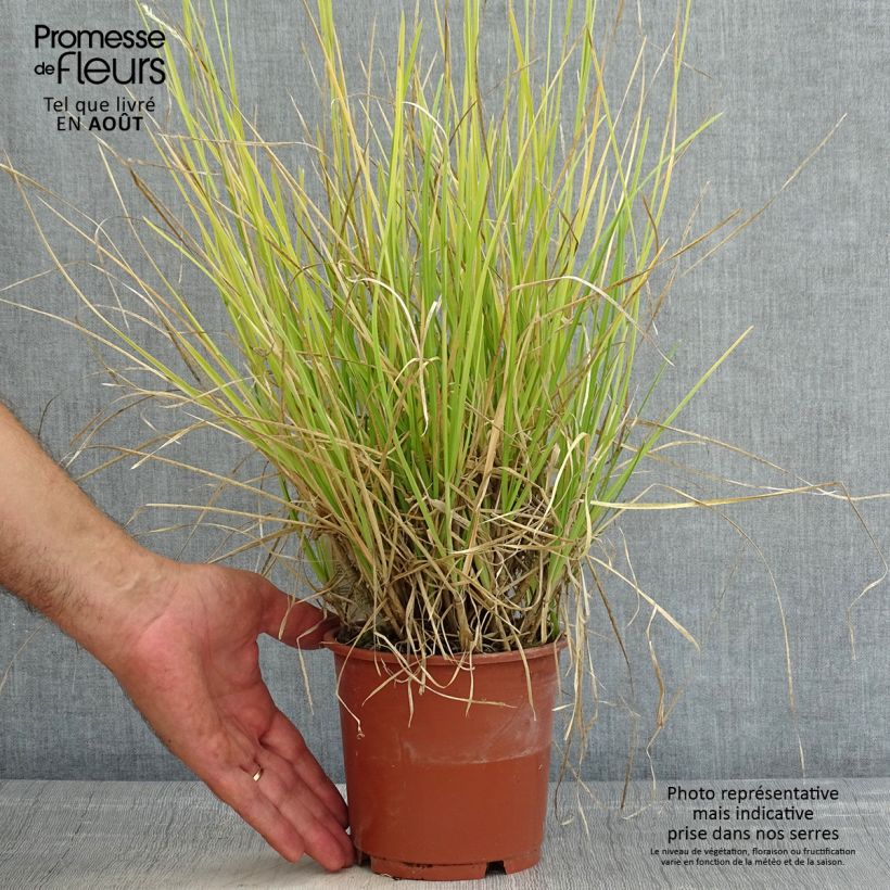 Spécimen de Sesleria argentea - Seslérie argentée Pot de 1L/1,5L tel que livré en été