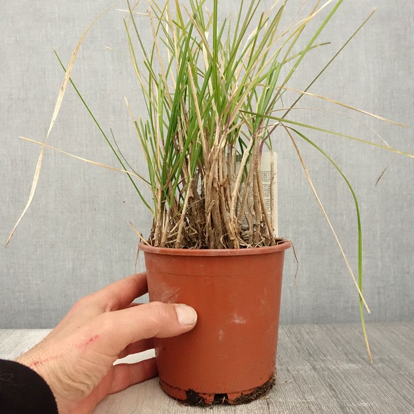 Spécimen de Sesleria argentea - Seslérie argentée Pot de 1L/1,5L tel que livré au printemps