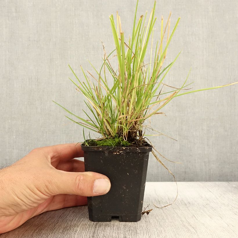 Spécimen de Sesleria autumnalis - Seslérie d'automne Godet de 8/9 cm tel que livré en automne