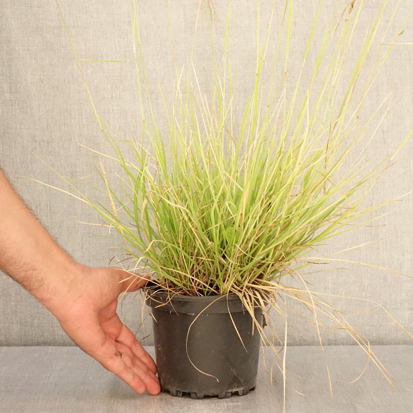 Spécimen de Sesleria autumnalis - Seslérie d'automne Pot de 2L/3L tel que livré en été