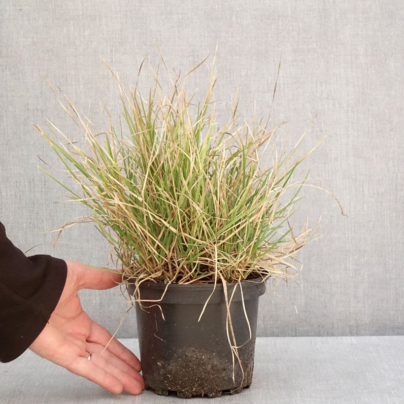 Spécimen de Sesleria autumnalis - Seslérie d'automne Pot de 2L/3L tel que livré en hiver