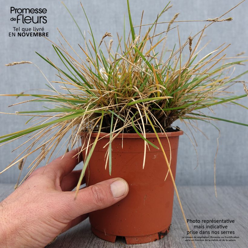 Spécimen de Sesleria caerulea - Seslérie bleue Pot de 1L/1,5L tel que livré en automne